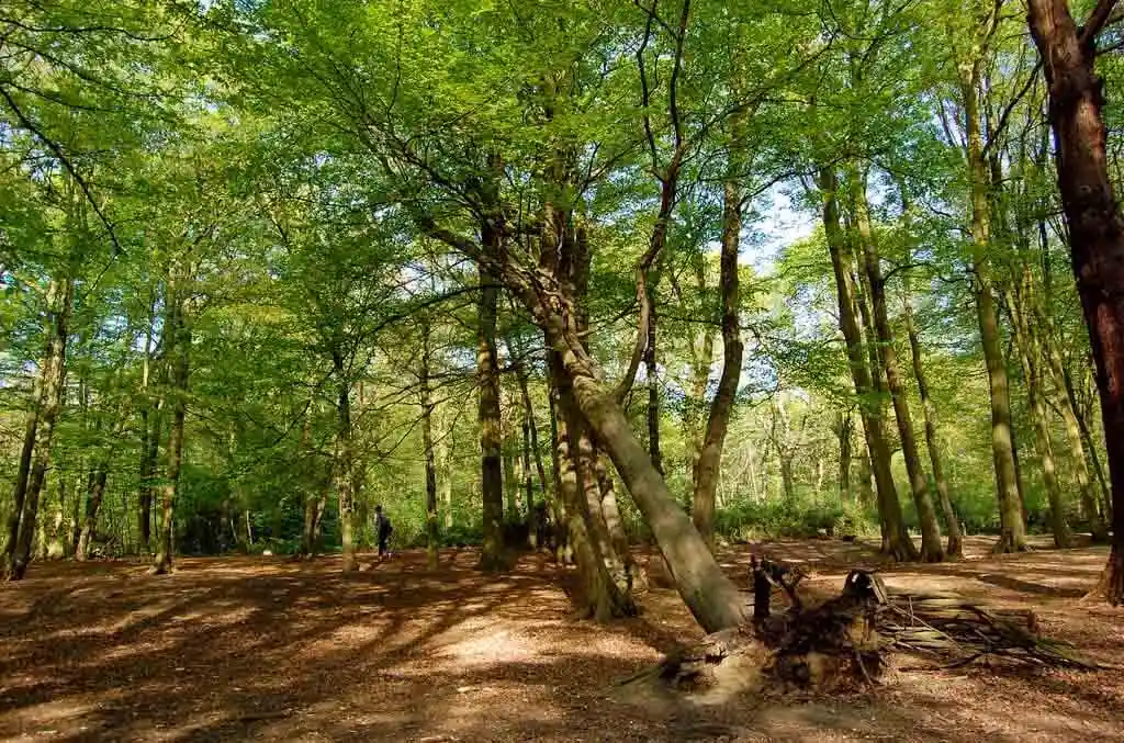 Highgate Wood