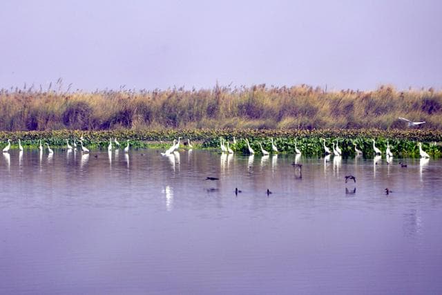 Migratory Birds Start Arriving At Harike Wetland - Hindustan Times