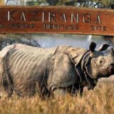 Top 5 National Parks In Assam