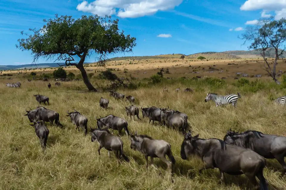 Wildlife Photo Kenya