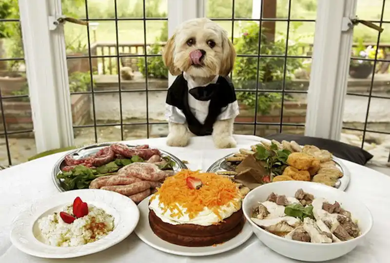 If A Restaurant Has A Dog, It Will Probably Be Good!