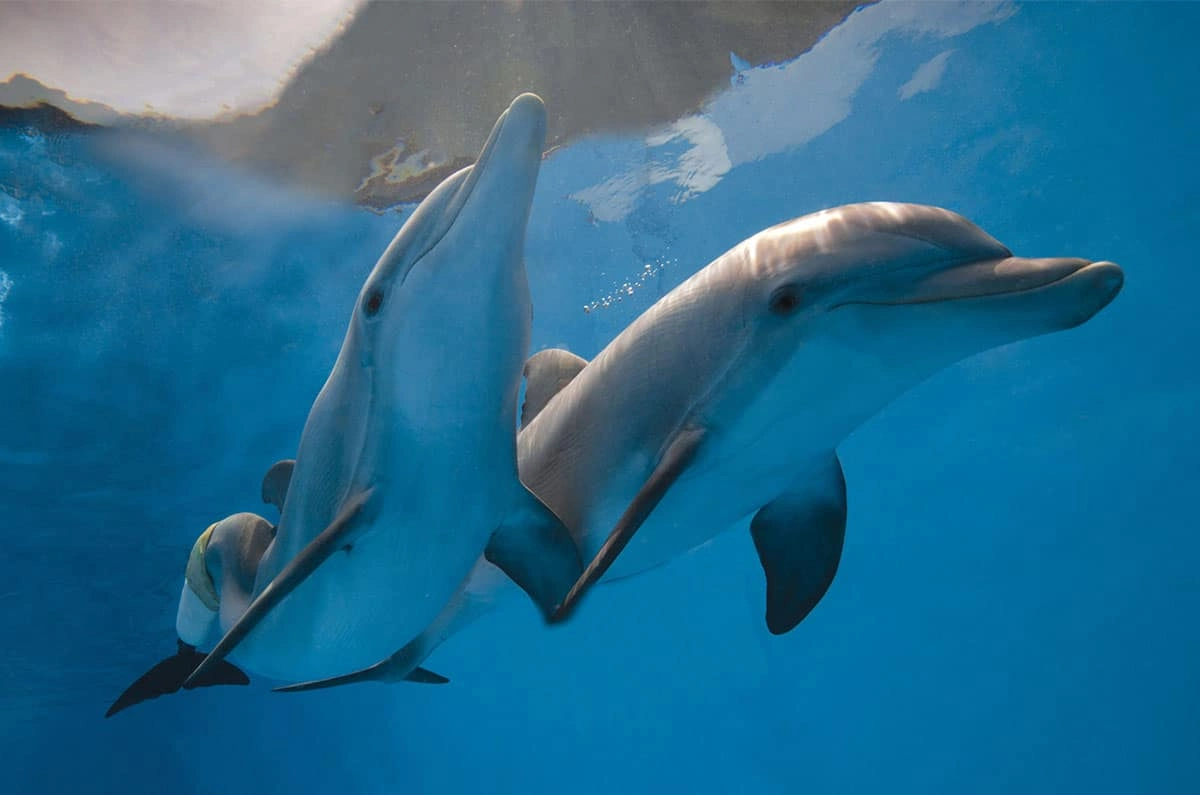 Clearwater Marine Aquarium 