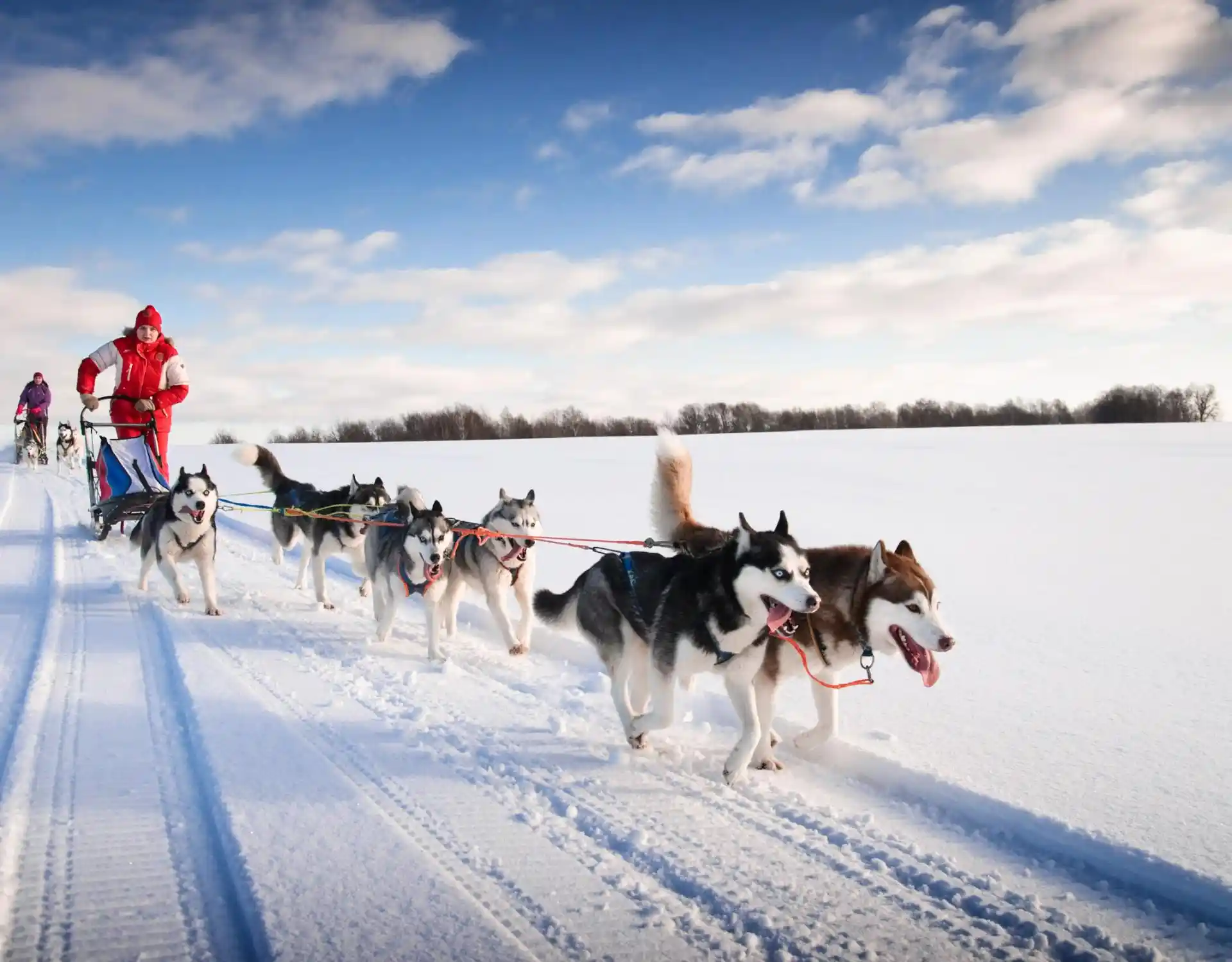 Husky Homestead