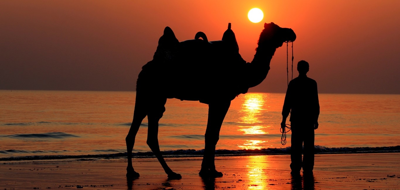 Camel Safari In Gujarat
