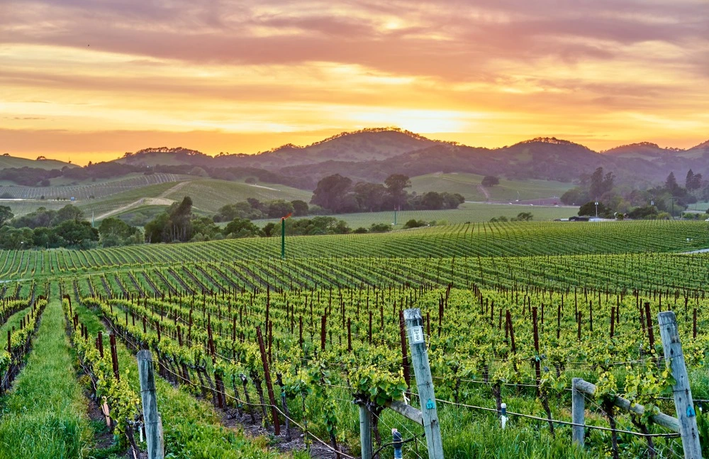 Napa Valley Is One Of The Most Famous Wine Regions In The World