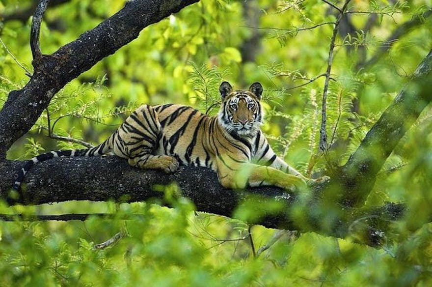 Wildlife Conservation In India, Safeguarding The Future