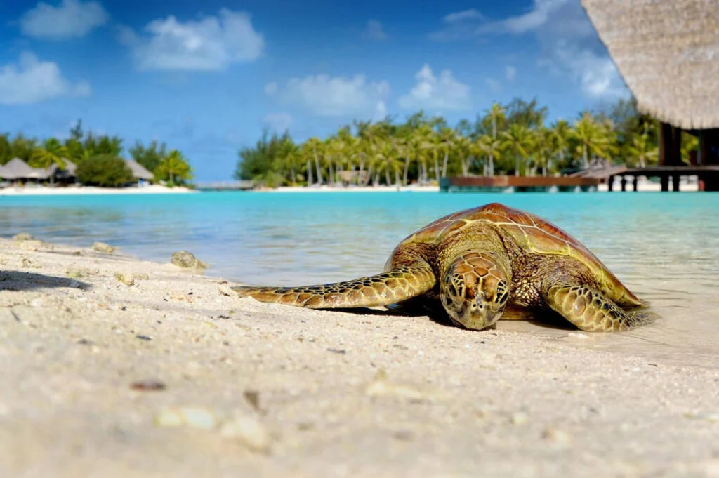 Why The Turtle Beach Named After Turtles?