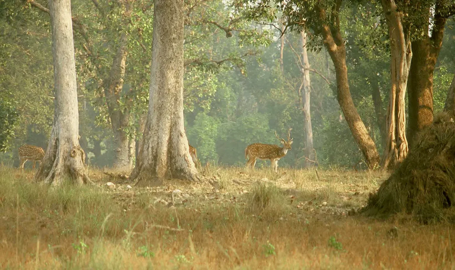 National Parks In Madhya Pradesh