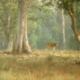 National Parks In Madhya Pradesh