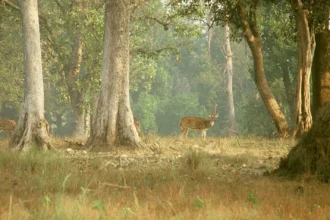 National Parks In Madhya Pradesh