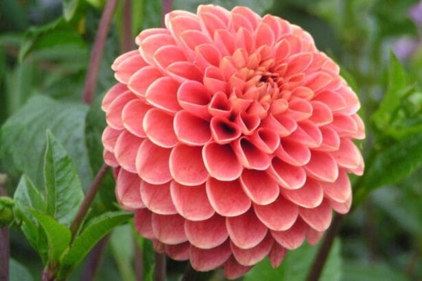 Beautiful Flowers In The World