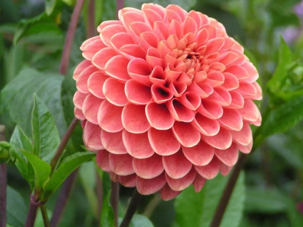 Beautiful Flowers In The World
